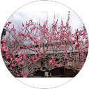 hide s profile picture